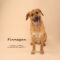 Finnigan (529)