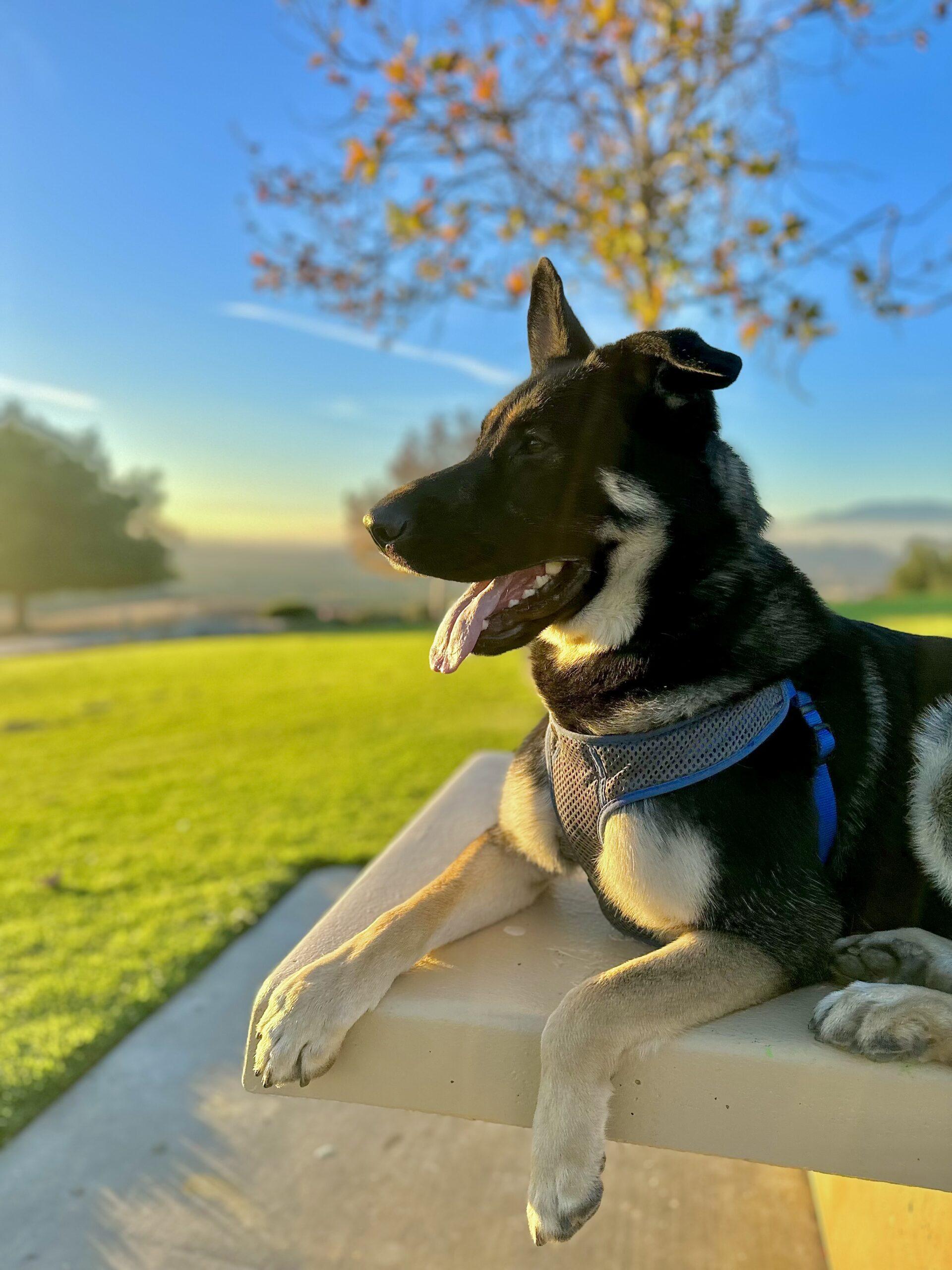 Kano – Yucaipa Animal Placement Society (YAPS)