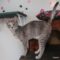 Pepper (833) / Aurelia