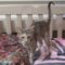 Pepper (833) / Aurelia