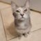 Pepper (833) / Aurelia