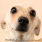 Herbie (138)