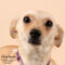 Herbie (138)