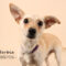Herbie (138)