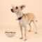Herbie (138)