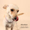 Herbie (138)