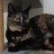 Penny (069)