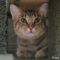 JASPER/Snow (172)