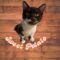Sweet Potato(245) / Dunkin