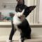 Tux (252)