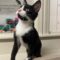 Tux (252)