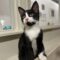 Tux (252)