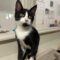 Tux (252)