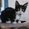 Tux (252)