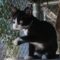 Tux (252)