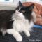 Meow Meow (020)