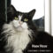 Meow Meow (020)