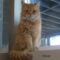 Oliver (018)