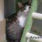 Arwen(890)
