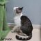 Arwen(890)