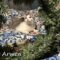 Arwen(890)