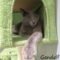 Gandalf(888)