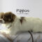 Pippin(580)