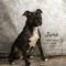 Juno(709)