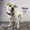 Nala (780)