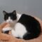 Pepper(889)