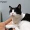 Pepper(889)