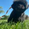 Winston