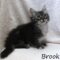 Brook (850)