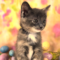 Brownie (892)