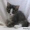 Franky (717)