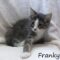 Franky (717)