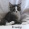 Franky (717)