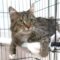 Kitty (661)