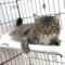 Kitty (661)