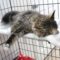 Kitty (661)