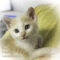 Sour Cream (719)