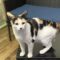 Mewlan (809)