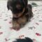 Hershey(737)