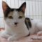 Mewlan (809)