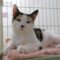 Mewlan (809)