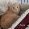 Aelia(601)