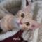Aelia(601)