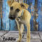 Teddie(553)/ DUKE