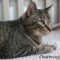 Charming (579)