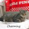 Charming (579)